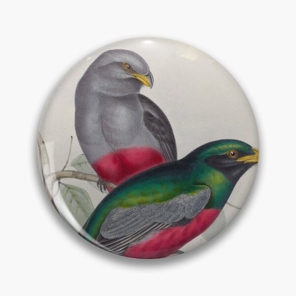 Item preview, A monograph of the Trogonidae or family of trogons John Gould 1838 V1 to V3 0086 Trogon Massena Prince Massena's Trogon designed and sold by WetdryvacRB01.