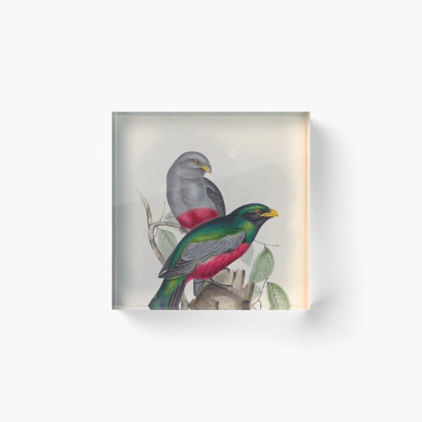 Item preview, A monograph of the Trogonidae or family of trogons John Gould 1838 V1 to V3 0086 Trogon Massena Prince Massena's Trogon designed and sold by WetdryvacRB01.