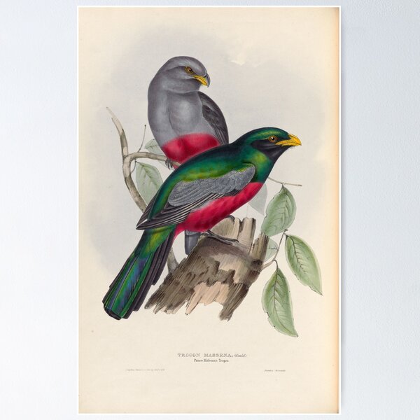 Item preview, A monograph of the Trogonidae or family of trogons John Gould 1838 V1 to V3 0086 Trogon Massena Prince Massena's Trogon designed and sold by WetdryvacRB01.