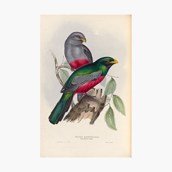 Item preview, A monograph of the Trogonidae or family of trogons John Gould 1838 V1 to V3 0086 Trogon Massena Prince Massena's Trogon designed and sold by WetdryvacRB01.