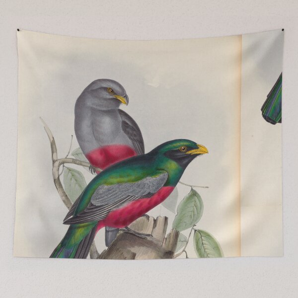 Item preview, A monograph of the Trogonidae or family of trogons John Gould 1838 V1 to V3 0086 Trogon Massena Prince Massena's Trogon designed and sold by WetdryvacRB01.