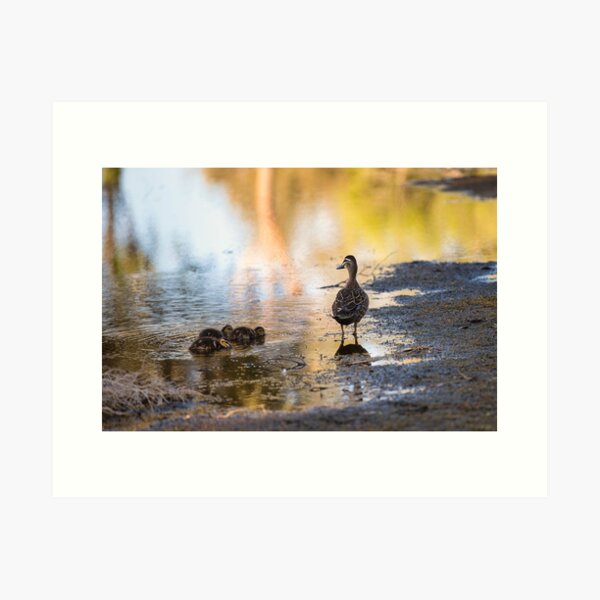 Ducks in the water. Art Print
