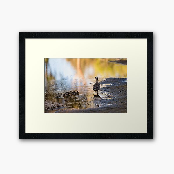 Ducks in the water. Framed Art Print