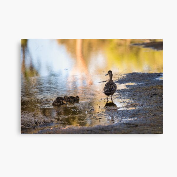 Ducks in the water. Canvas Print