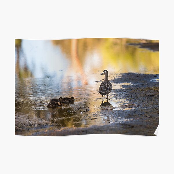 Ducks in the water. Poster