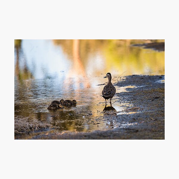 Ducks in the water. Photographic Print