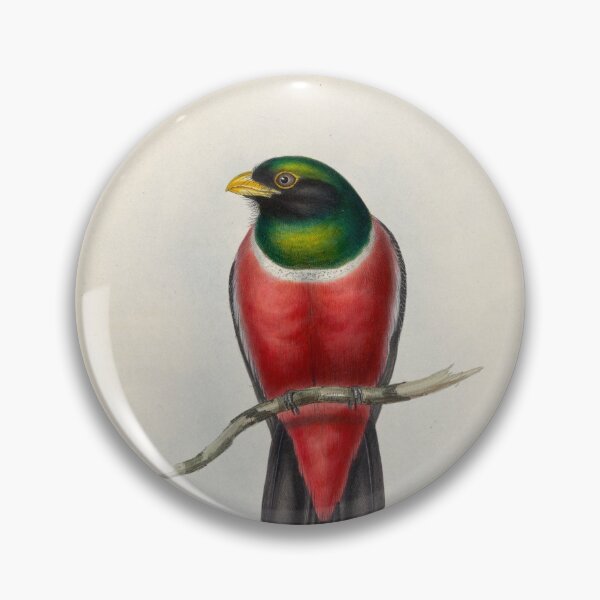 Item preview, A monograph of the Trogonidae or family of trogons John Gould 1838 V1 to V3 0088 Trogon Macroura Large Tailed Trogon designed and sold by WetdryvacRB01.