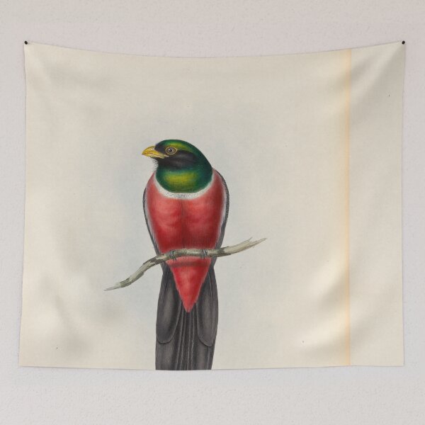 Item preview, A monograph of the Trogonidae or family of trogons John Gould 1838 V1 to V3 0088 Trogon Macroura Large Tailed Trogon designed and sold by WetdryvacRB01.