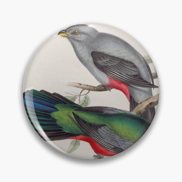 Item preview, A monograph of the Trogonidae or family of trogons John Gould 1838 V1 to V3 0090 Trogon Nigricauddata Black Tailed Trogon designed and sold by WetdryvacRB01.