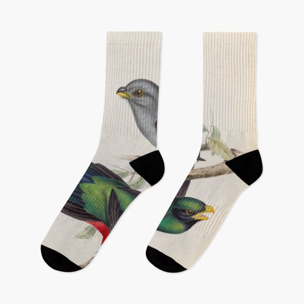 Item preview, A monograph of the Trogonidae or family of trogons John Gould 1838 V1 to V3 0090 Trogon Nigricauddata Black Tailed Trogon designed and sold by WetdryvacRB01.