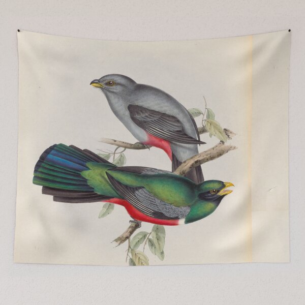 Item preview, A monograph of the Trogonidae or family of trogons John Gould 1838 V1 to V3 0090 Trogon Nigricauddata Black Tailed Trogon designed and sold by WetdryvacRB01.