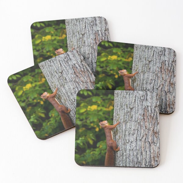 Item preview, Beautiful young red squirrel on the trunk of a huge tree. France designed and sold by Alexander Sorokopud.