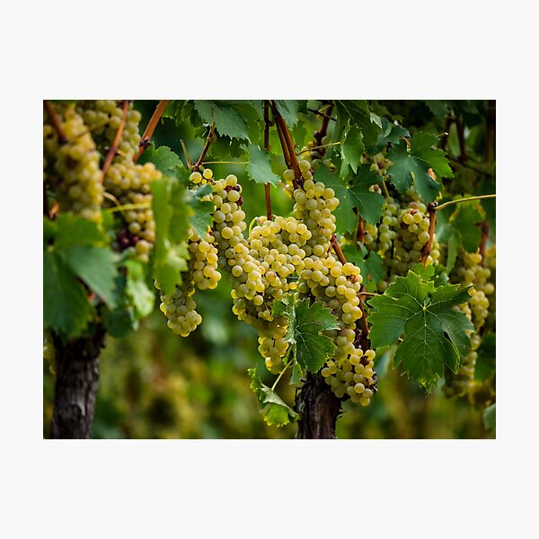 Item preview, The grapes are ripe. Vintage season. Winemaking in Alsace. France designed and sold by Alexander Sorokopud.