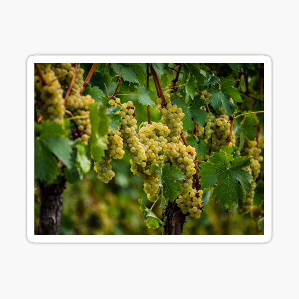 Item preview, The grapes are ripe. Vintage season. Winemaking in Alsace. France designed and sold by Alexander Sorokopud.