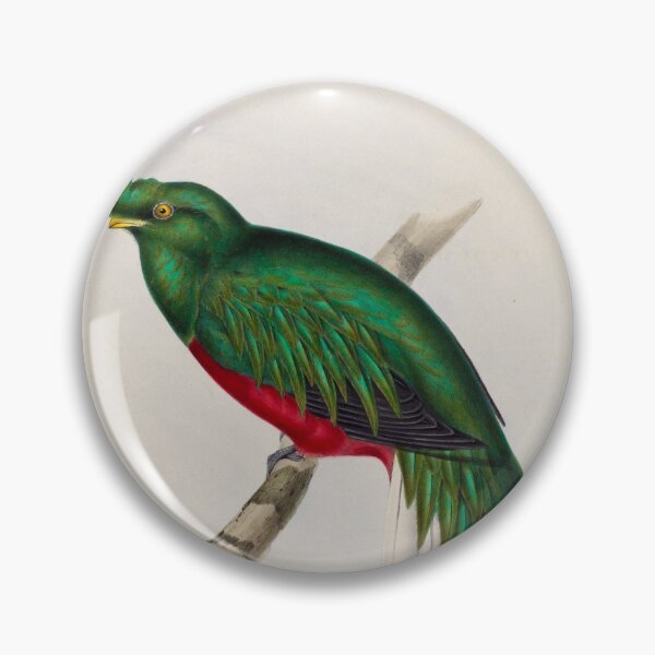 Item preview, A monograph of the Trogonidae or family of trogons John Gould 1838 V1 to V3 0094 Trogon Pulchelus Peruvian Trogon designed and sold by WetdryvacRB01.