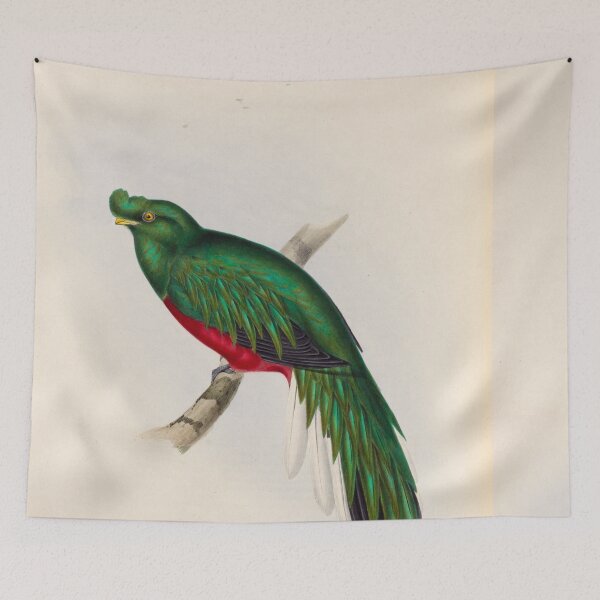 Item preview, A monograph of the Trogonidae or family of trogons John Gould 1838 V1 to V3 0094 Trogon Pulchelus Peruvian Trogon designed and sold by WetdryvacRB01.