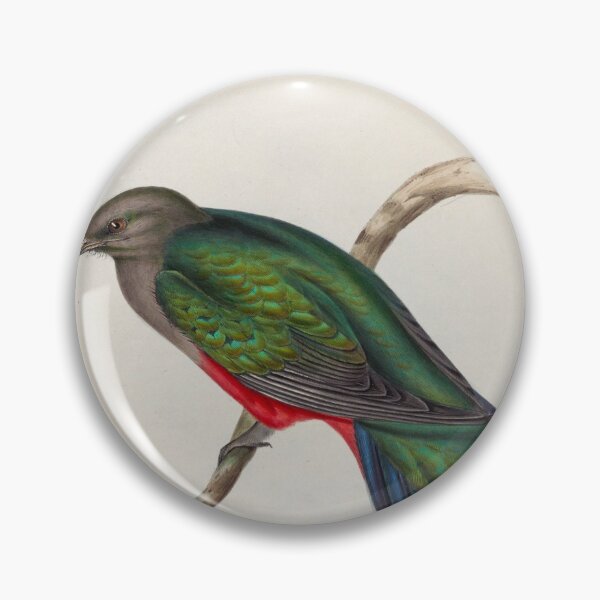 Item preview, A monograph of the Trogonidae or family of trogons John Gould 1838 V1 to V3 0098 Trogon Neoxenus Welcome Trogon designed and sold by WetdryvacRB01.