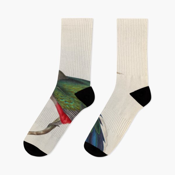 Item preview, A monograph of the Trogonidae or family of trogons John Gould 1838 V1 to V3 0098 Trogon Neoxenus Welcome Trogon designed and sold by WetdryvacRB01.