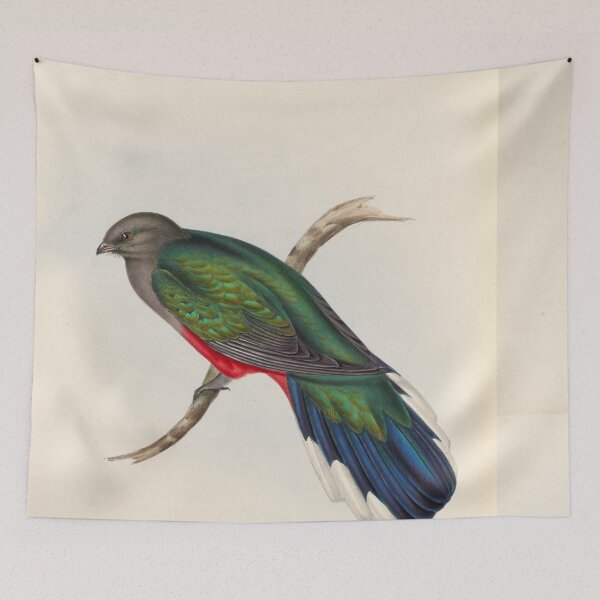 Item preview, A monograph of the Trogonidae or family of trogons John Gould 1838 V1 to V3 0098 Trogon Neoxenus Welcome Trogon designed and sold by WetdryvacRB01.