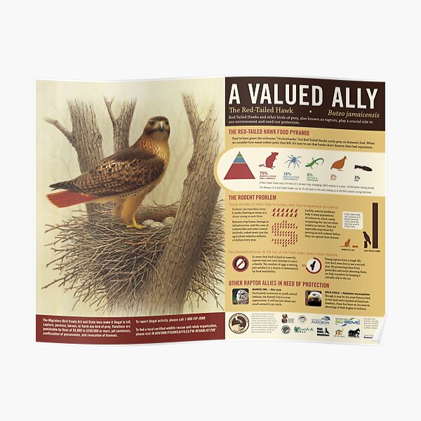 The Red-Tailed Hawk: A Valued Ally poster Poster