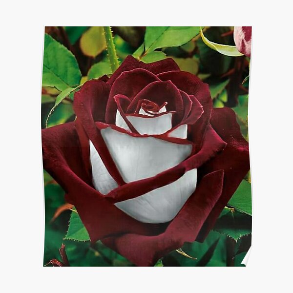 Decoracion Rosa Blanca Rosa Roja Redbubble