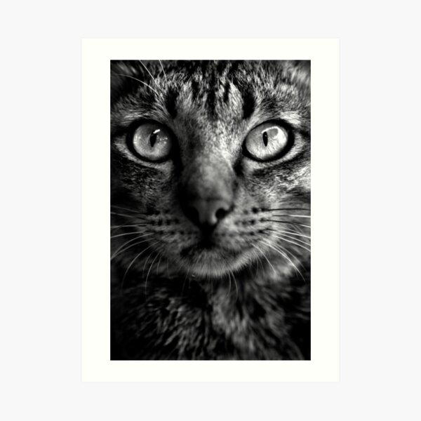 Cat. Art Print
