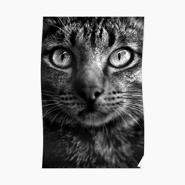 Cat. Poster