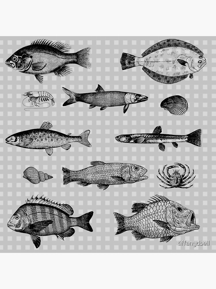 Alaska Saltwater Species Poster — ShellART