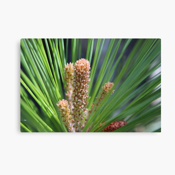 Item preview, Spiky Nature designed and sold by carolinecourter.