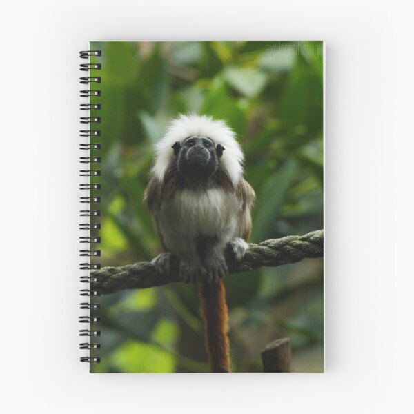 Item preview, Cotton Top Tamarin designed and sold by heyiitshaleyy.