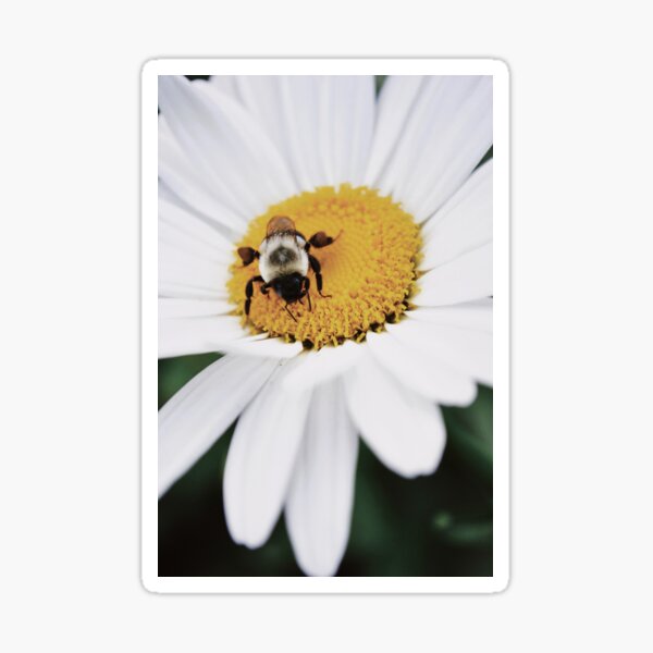 "Collector B" #1 by Cambridge Jenkins IV Sticker