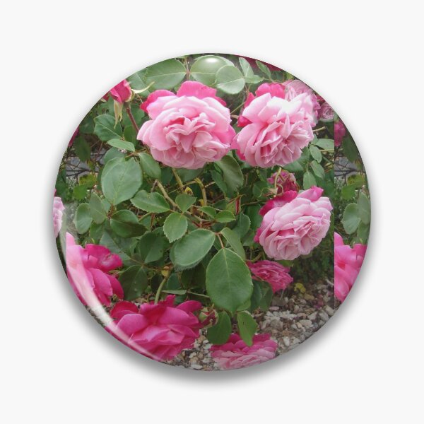 Item preview, Pink Vintage Rose Flower Photo designed and sold by Sarah  Rajkotwala.