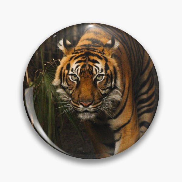 Item preview, Sumatran Tiger designed and sold by heyiitshaleyy.