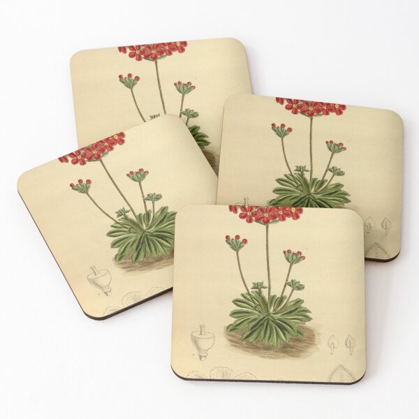 Item preview, Androsace coccinea 142 8653 designed and sold by EsotericBotanic.