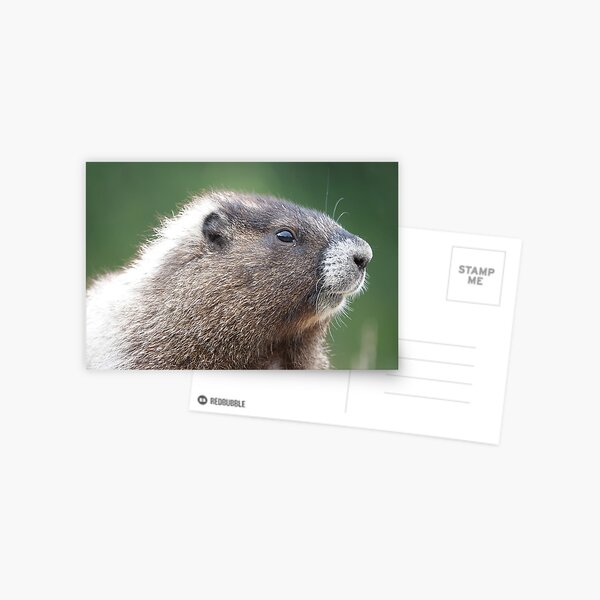 Young marmot in Mount Rainier National Park Postcard