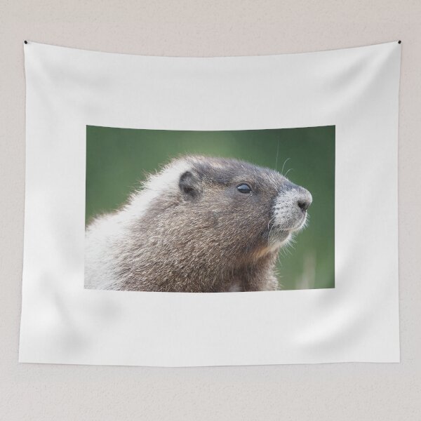 Item preview, Young marmot in Mount Rainier National Park designed and sold by SDym Photography.
