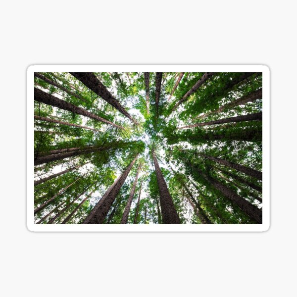 Item preview, Trees designed and sold by wednesdays57.