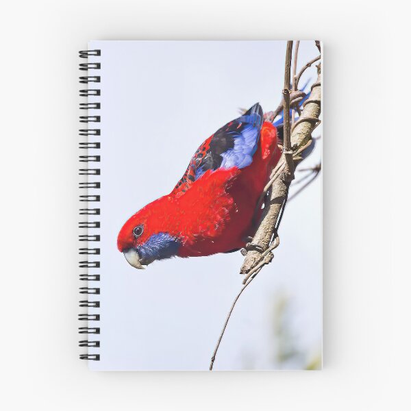 Artikelvorschau, Crimson Rosella entworfen und verkauft von TGrowden.