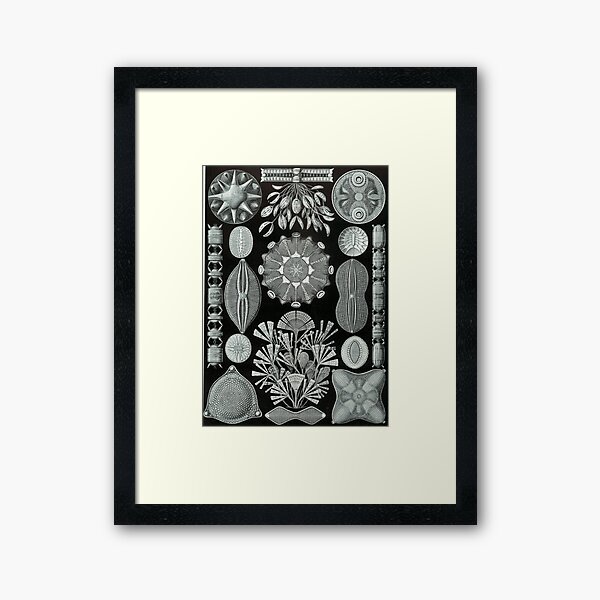 Haeckel Diatomea Framed Art Print