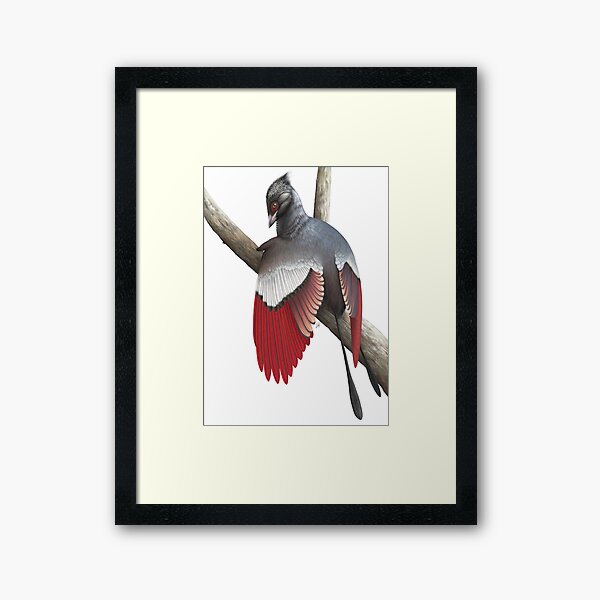 Confuciusornis Framed Art Print