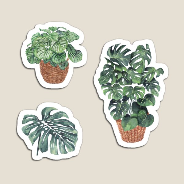 Monstera Deliciosa in basket Magnet