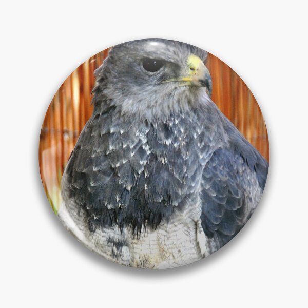 Item preview, Chilean Eagle Black Chested Buzzard designed and sold by AndyEvansPhotos.
