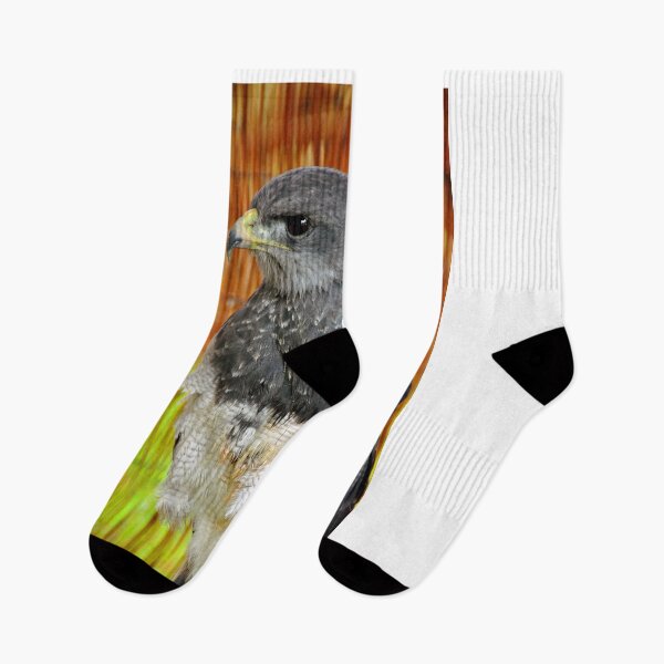 Item preview, Chilean Eagle Black Chested Buzzard designed and sold by AndyEvansPhotos.