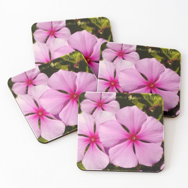 Artikelvorschau, Immergrün sind Pink Perfection, Blumenfotografie entworfen und verkauft von TheArtOfWords.