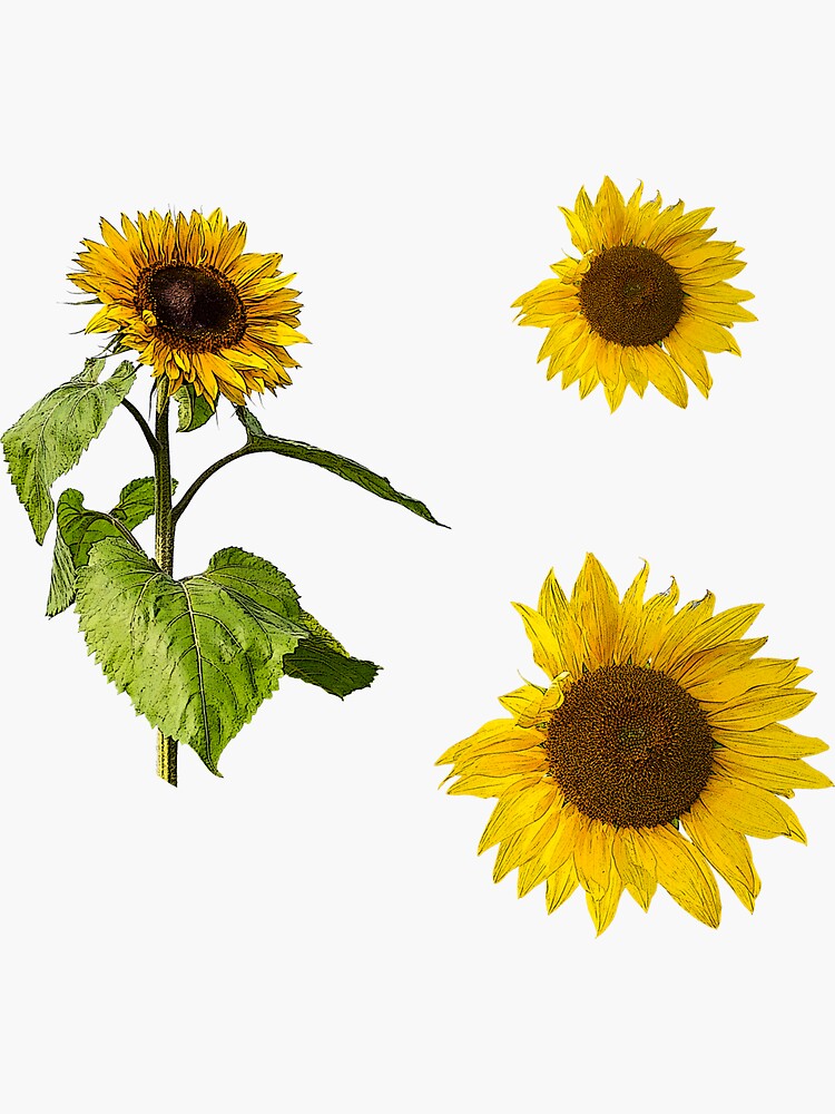 "Sunflowers sticker pack" Sticker by Amalusfiles Redbubble