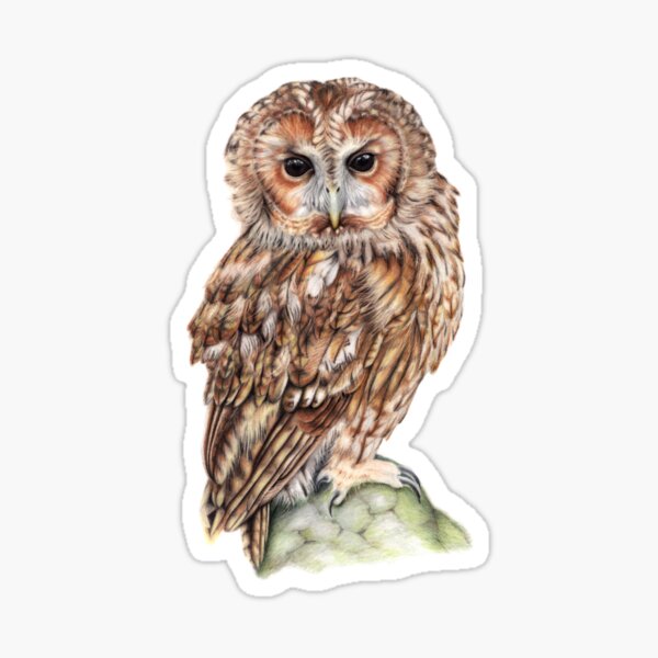 Beautiful Owl | Wildlife Drawing | Nature Art Sticker