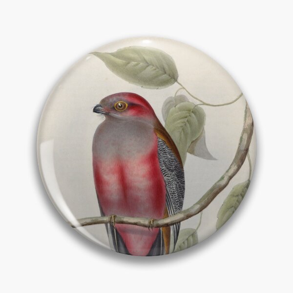 Item preview, A monograph of the Trogonidae or family of trogons John Gould 1838 V1 to V3 0102 Trogon Hodgsonii Hodgson's Trogon designed and sold by WetdryvacRB01.