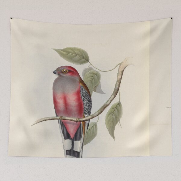 Item preview, A monograph of the Trogonidae or family of trogons John Gould 1838 V1 to V3 0102 Trogon Hodgsonii Hodgson's Trogon designed and sold by WetdryvacRB01.