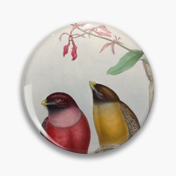 Item preview, A monograph of the Trogonidae or family of trogons John Gould 1838 V1 to V3 0104 Trogon ardens Rosy Breasted Trogon designed and sold by WetdryvacRB01.