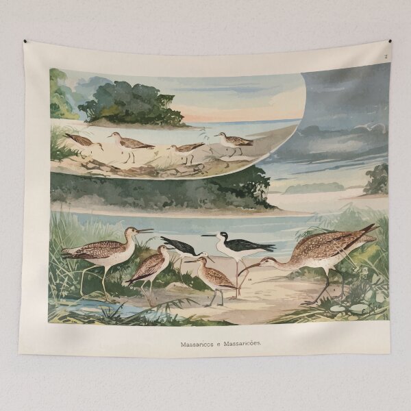 Item preview, Birds of the Amazon Album de aves amazonicas Emil Goldi 1906 004 Massaricos e Massaricoes designed and sold by WetdryvacRB01.